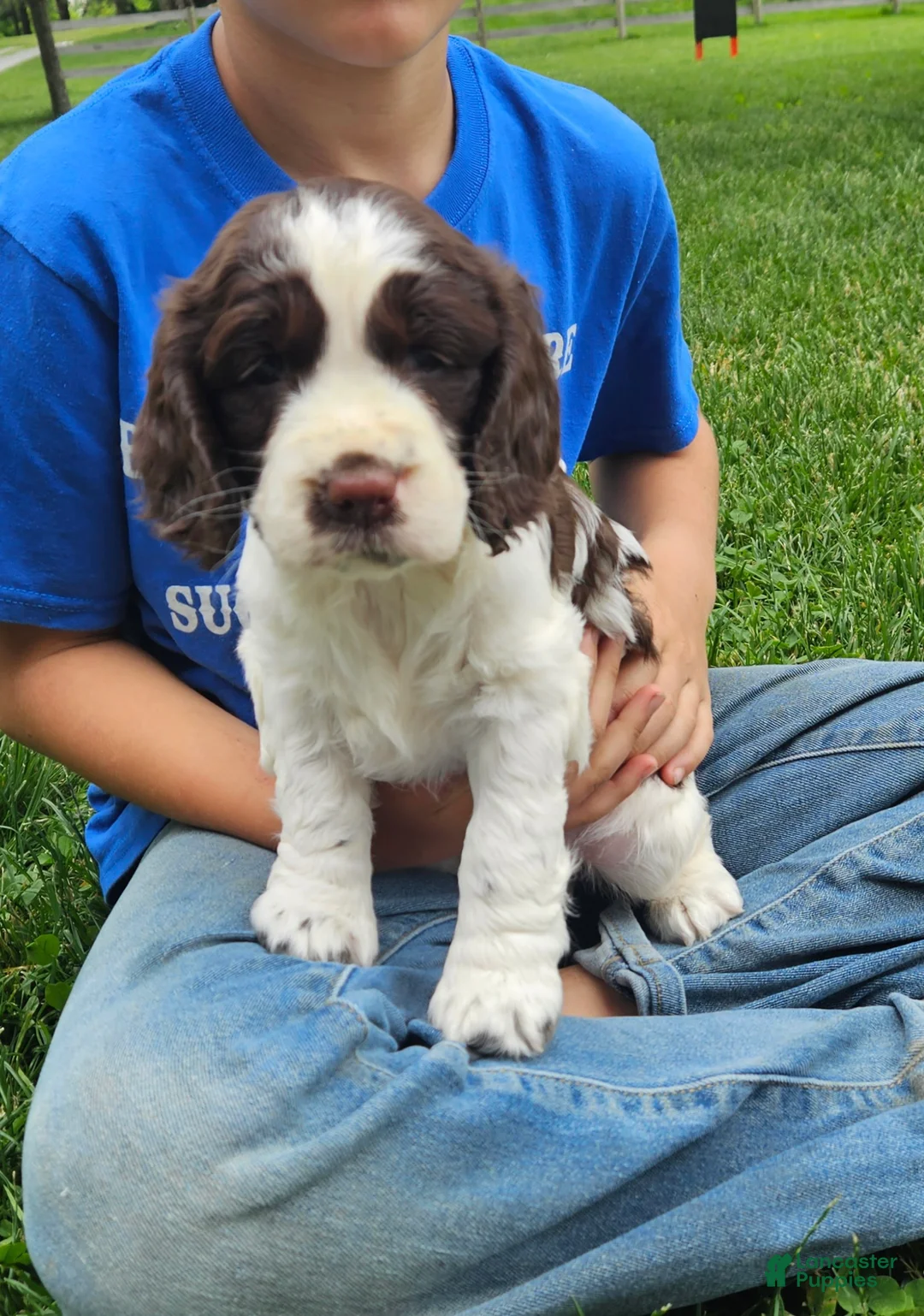 English Springer Spaniel dogs for sale: Carmen - Ad 1