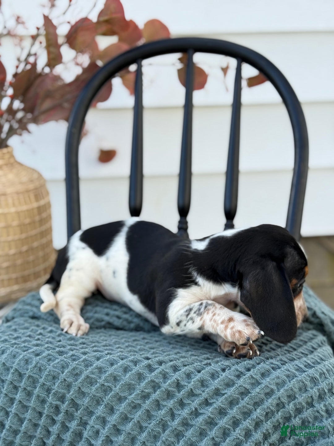 Miniature Dachshund dogs for sale: Tessie - Ad 6