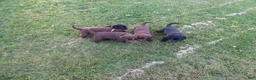 Labrador Retriever dogs for sale: Daffodil - Ad 3