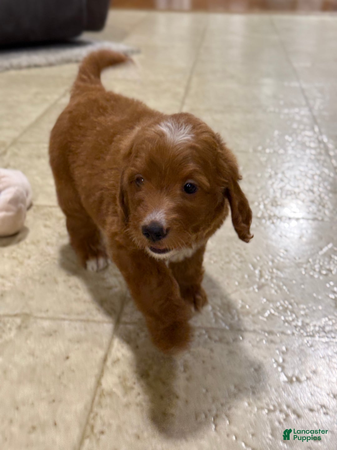 Goldendoodle dogs for sale: Penny - Ad 5