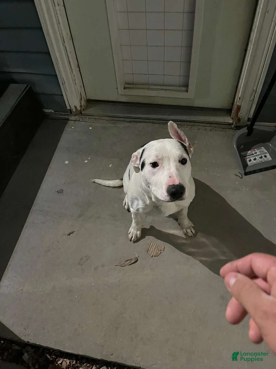 American Pit Bull Terrier dogs for sale: American Pit Bull Terrier Puppy 1 - Ad 3