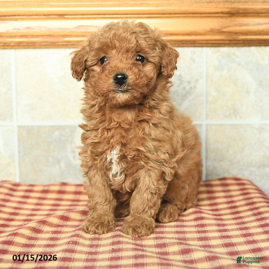 Yorkiepoo dogs Elliot - Ad 2