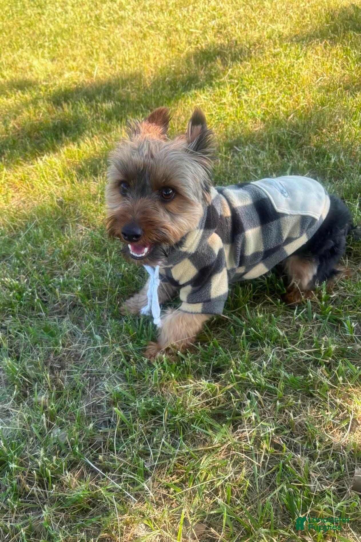 Yorkshire Terrier dogs for sale: Woody - Ad 6