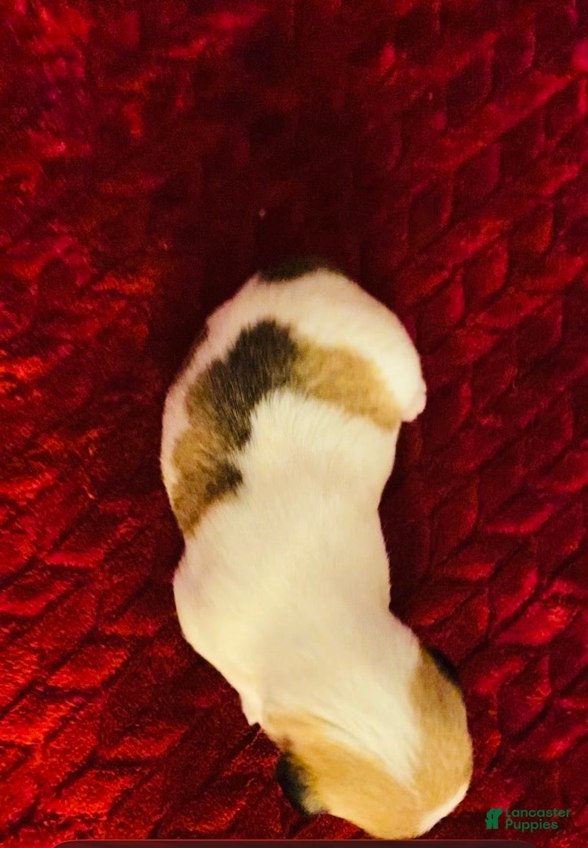 Jack Russell Terrier dogs Jack Russell Terrier Puppy 4 - Ad 2