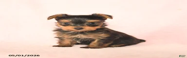 Baxter