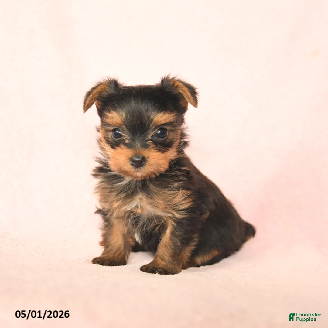 Yorkshire Terrier dogs for sale: Baxter - Ad 1