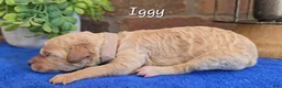 Goldendoodle dogs for sale: Mini Goldendoodle 9 - Ad 1