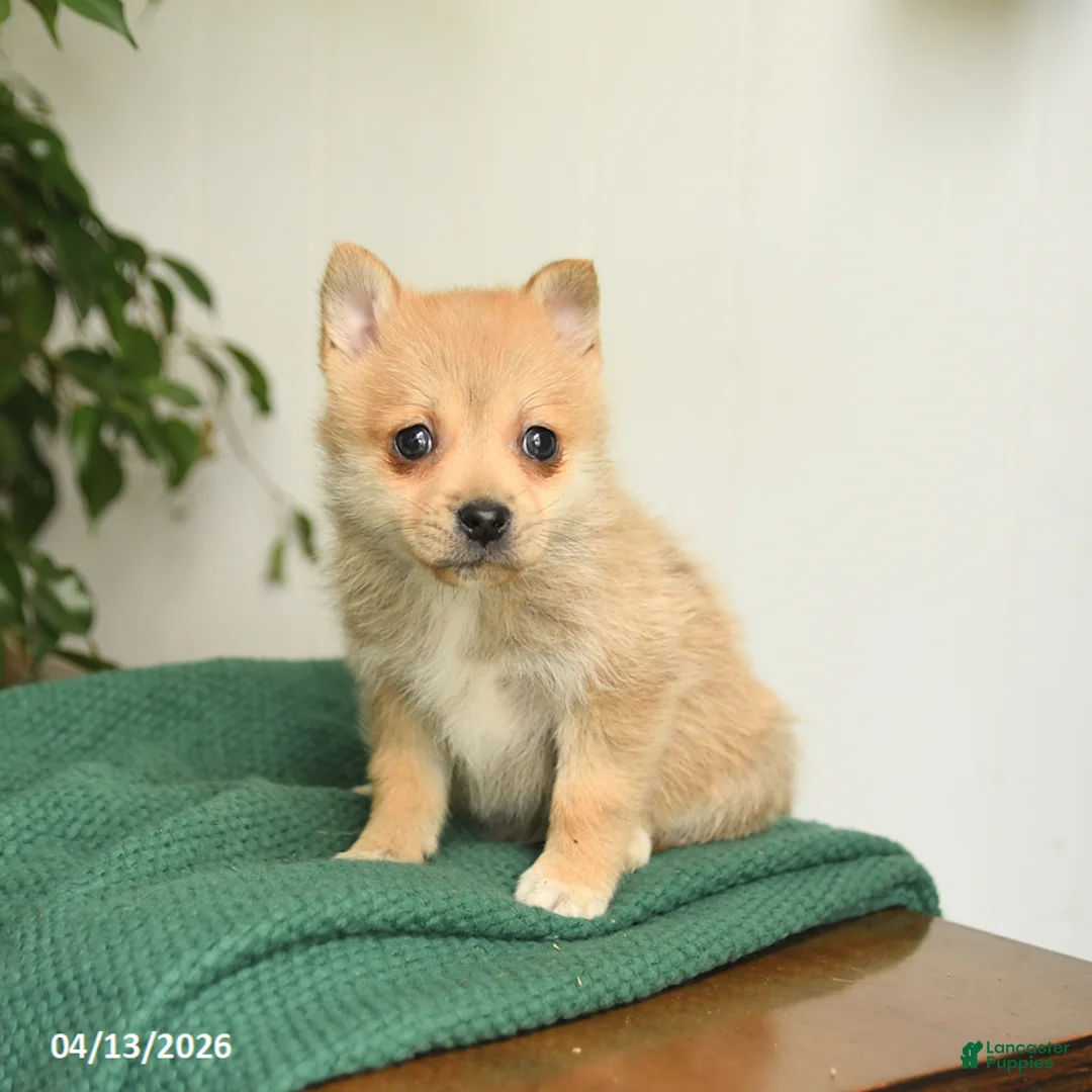 Mixed Breed dogs for sale: Baxter - Ad 3