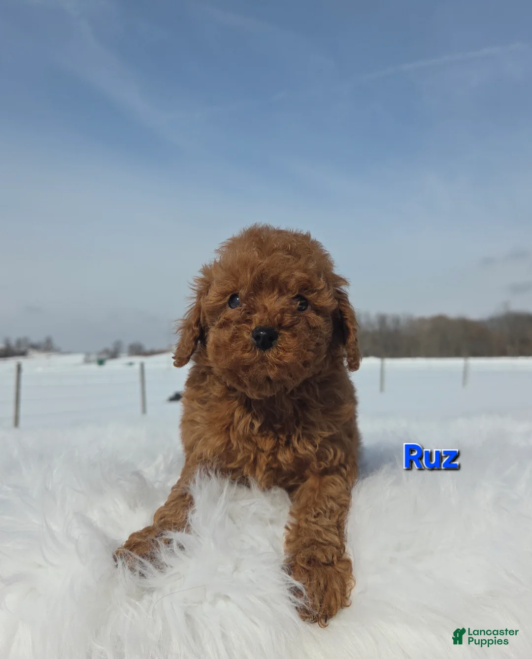 Miniature Poodle dogs for sale: Ruz - Ad 1