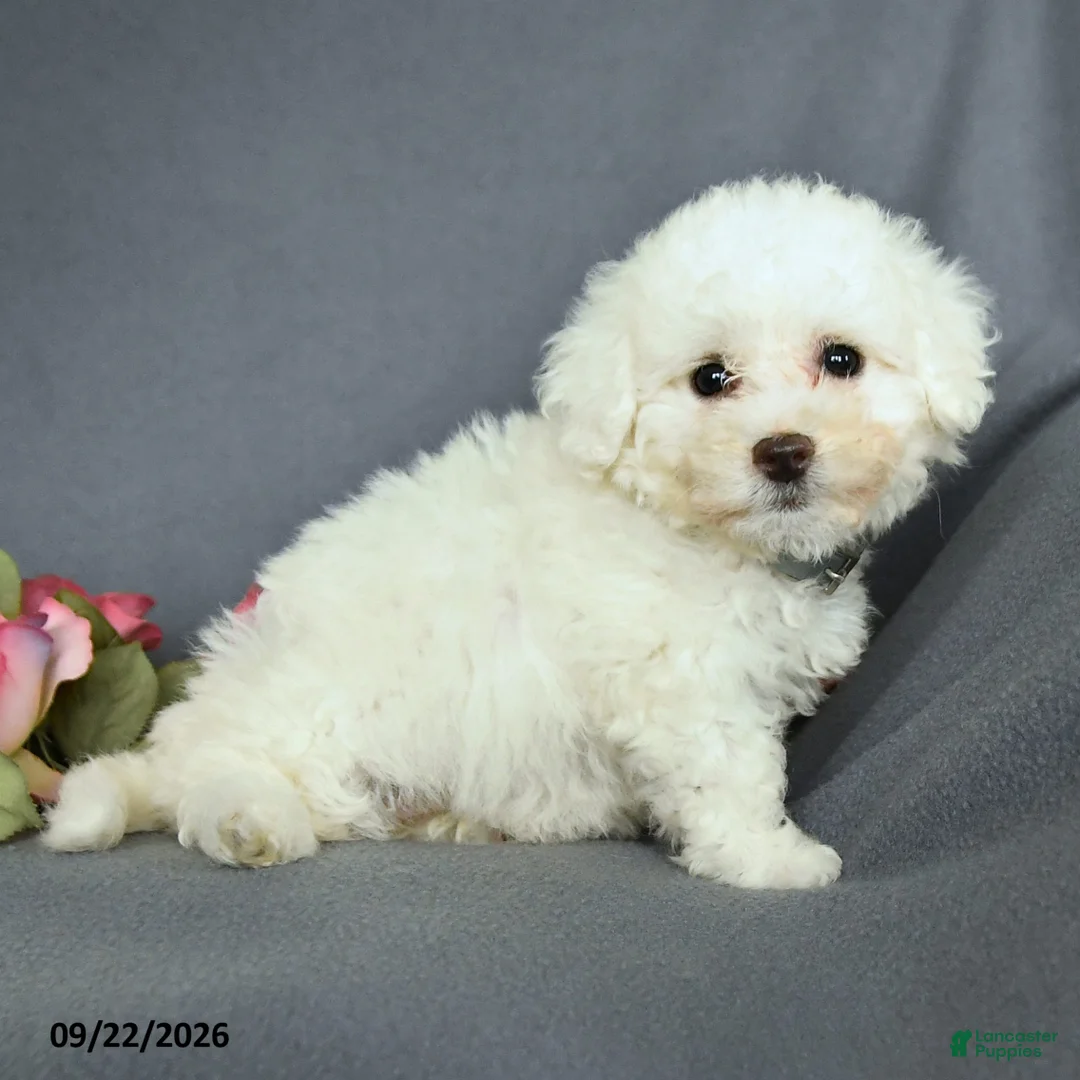 Bichon Frise dogs for sale: Libby - Ad 2