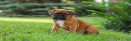 Boxer dogs for sale: Russell - Ad 6
