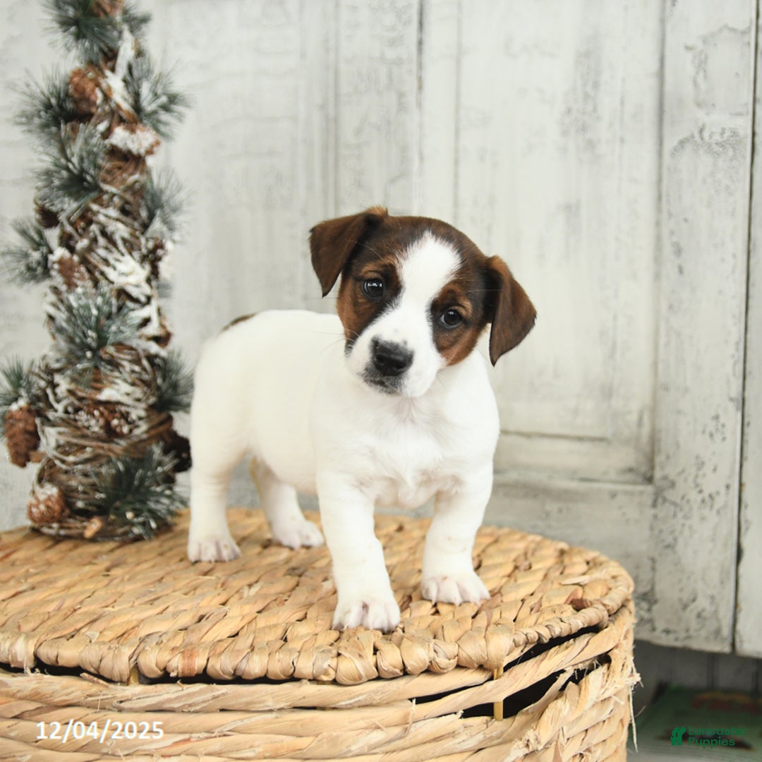 Jack Russell Terrier dogs for sale: Merry - Ad 2