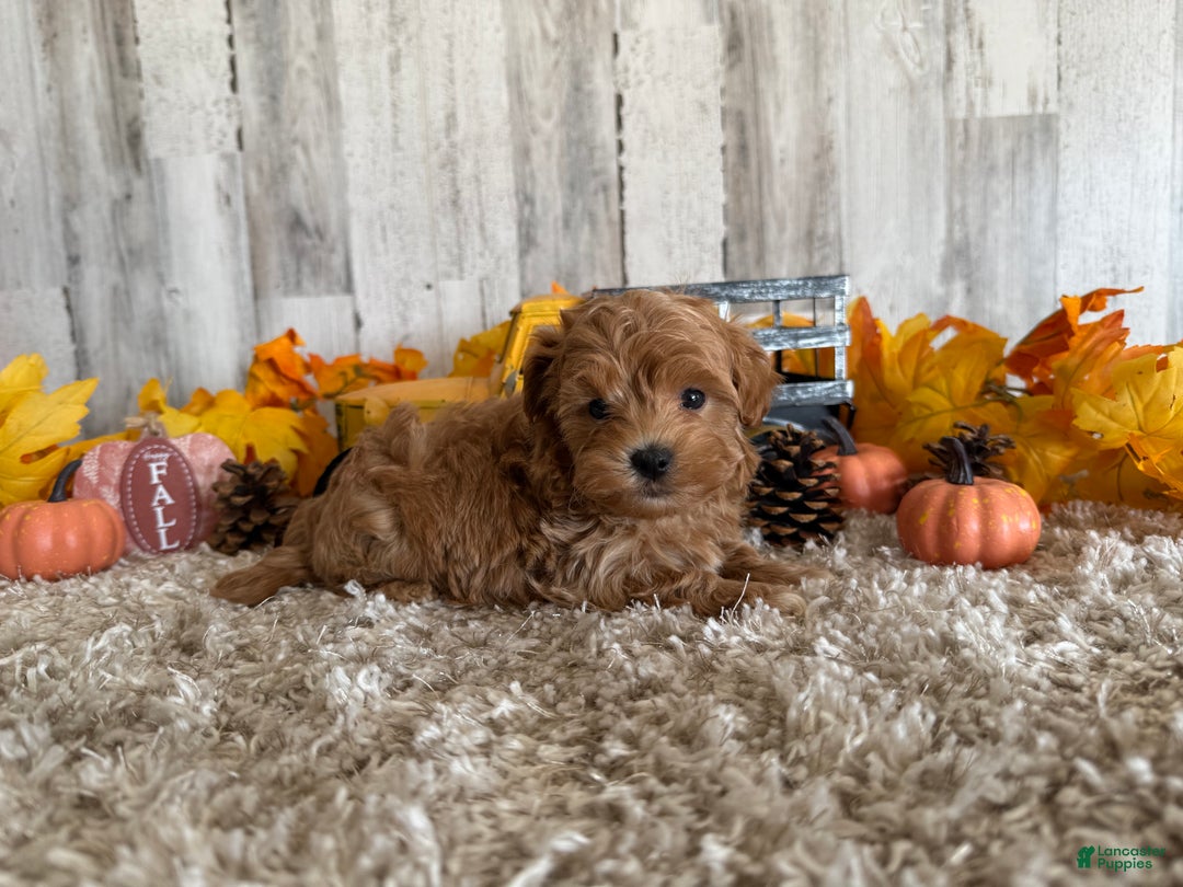 Maltipoo dogs for sale: Ozzy - Ad 12