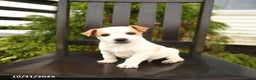 Jack Russell Terrier dogs for sale: Georgie - Ad 3