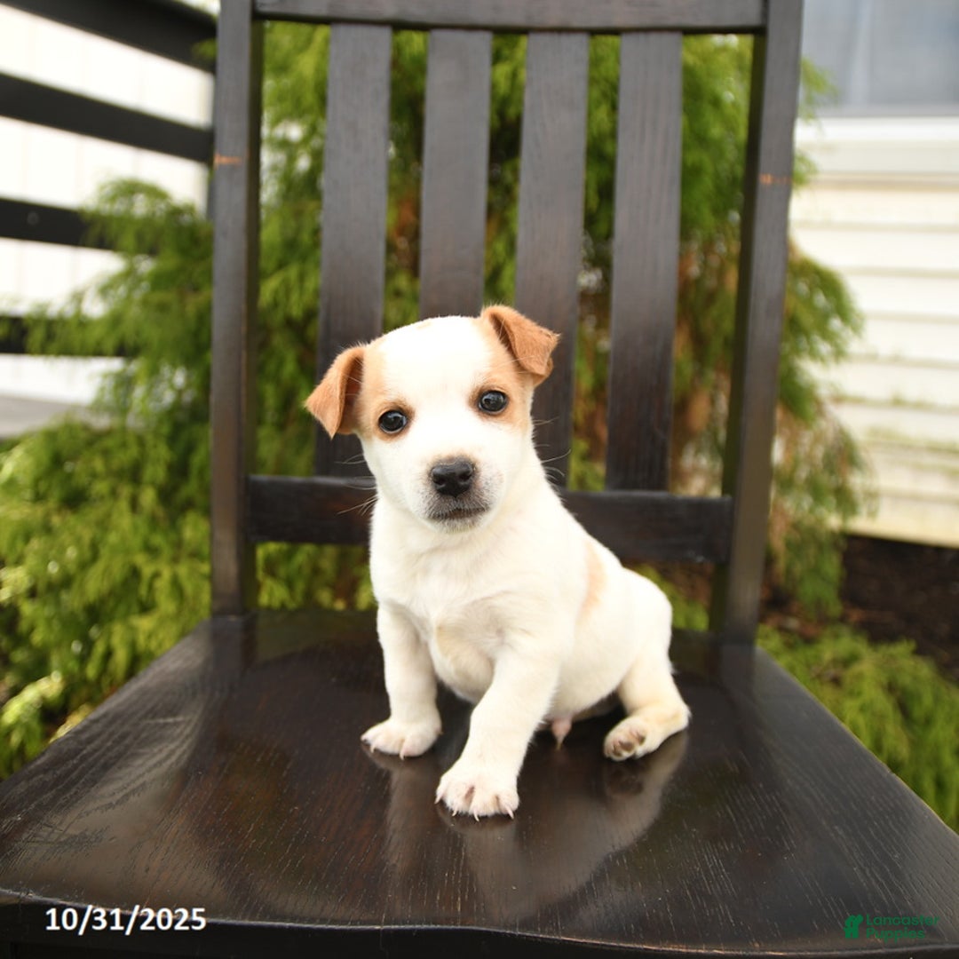 Jack Russell Terrier dogs for sale: Georgie - Ad 3
