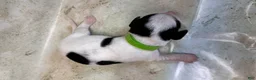 Mixed Breed dogs for sale: Wave - Ad 11