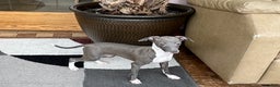 Italian Greyhound dogs for sale: Lila - Ad 13