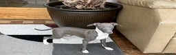 Italian Greyhound dogs for sale: Lila - Ad 4