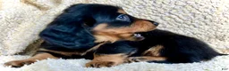 Miniature Dachshund dogs for sale: CHEESE CHEESE AND MORE CHEESE - Ad 3