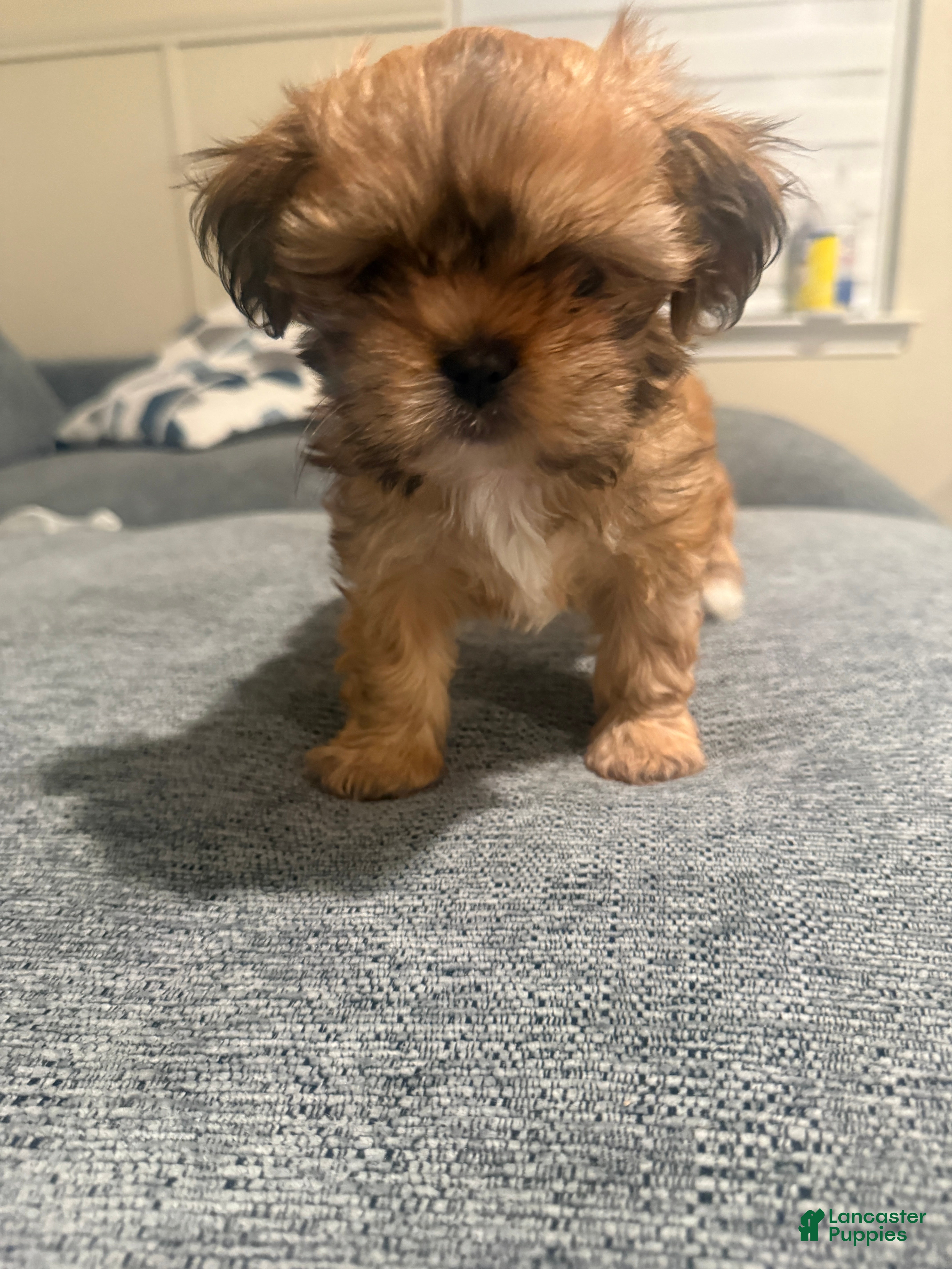 Shih Tzu dogs Shih Tzu Puppy 5 - Ad 2