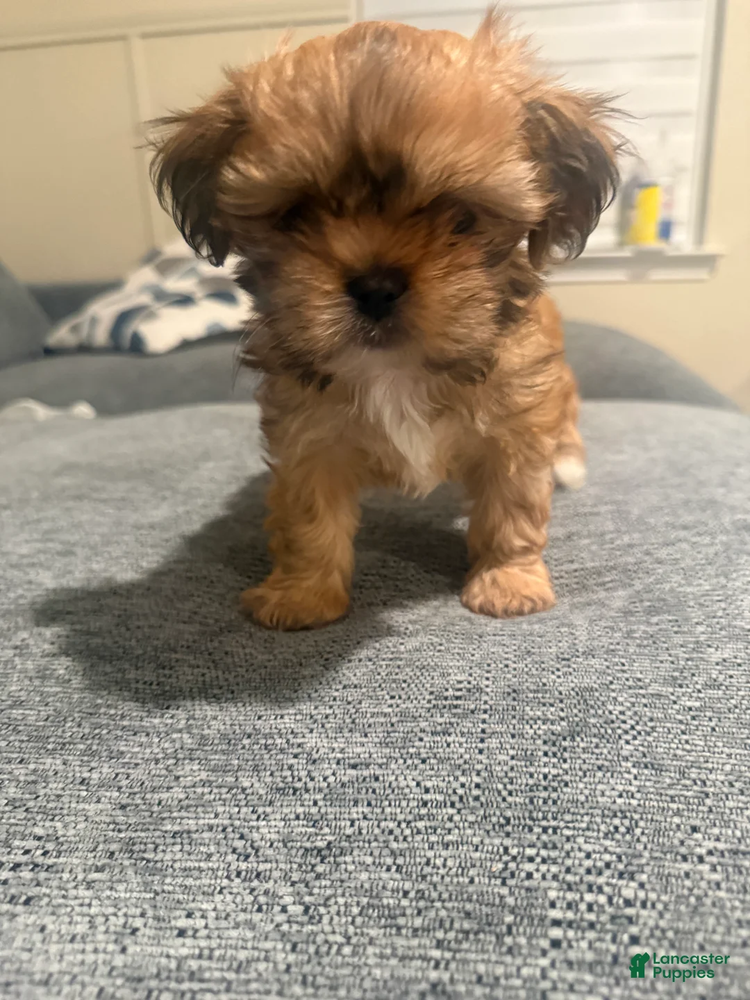 Shih Tzu dogs for sale: Shih Tzu Puppy 5 - Ad 2
