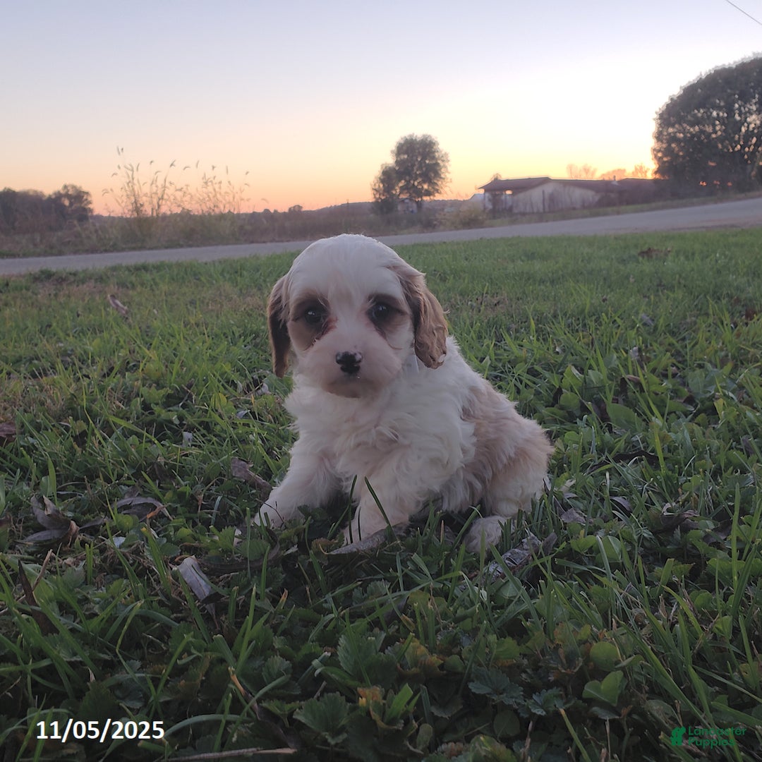Cavapoo dogs for sale: Bailey - Ad 2