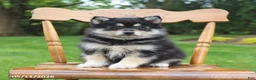 Pomsky dogs for sale: Shadow - Ad 4