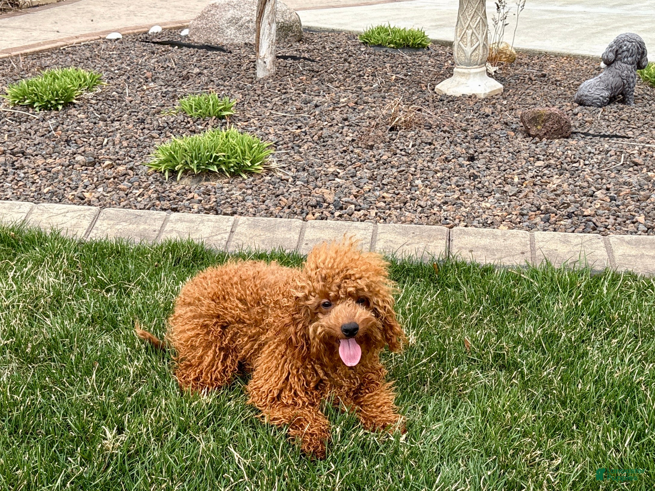 Cavapoo dogs Charlie - Ad 2