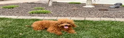 Cavapoo dogs for sale: Charlie - Ad 2