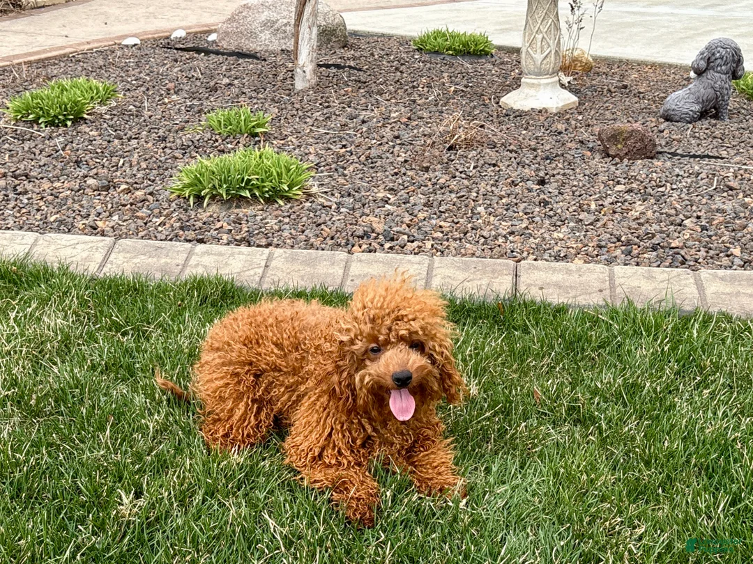 Cavapoo dogs for sale: Charlie - Ad 2