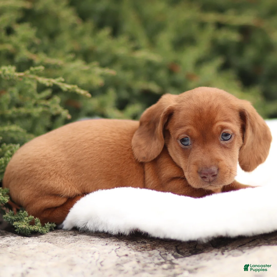 Dachshund dogs for sale: Harry - Ad 9