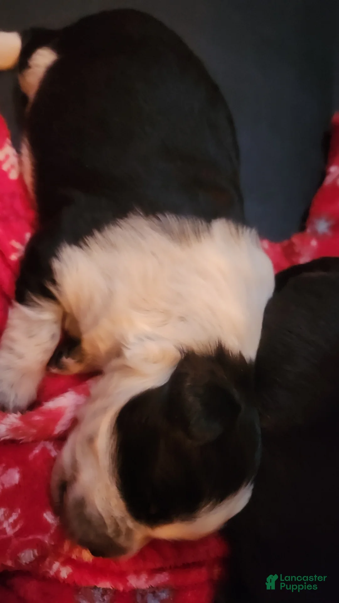 Miniature Australian Shepherd dogs for sale: Miniature Australian Shepherd Puppy 6 - Ad 1
