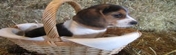 Beagle dogs for sale: Rainbow - Ad 1