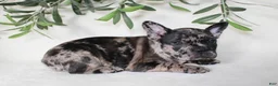 Frenchton dogs for sale: Indie  - Ad 3