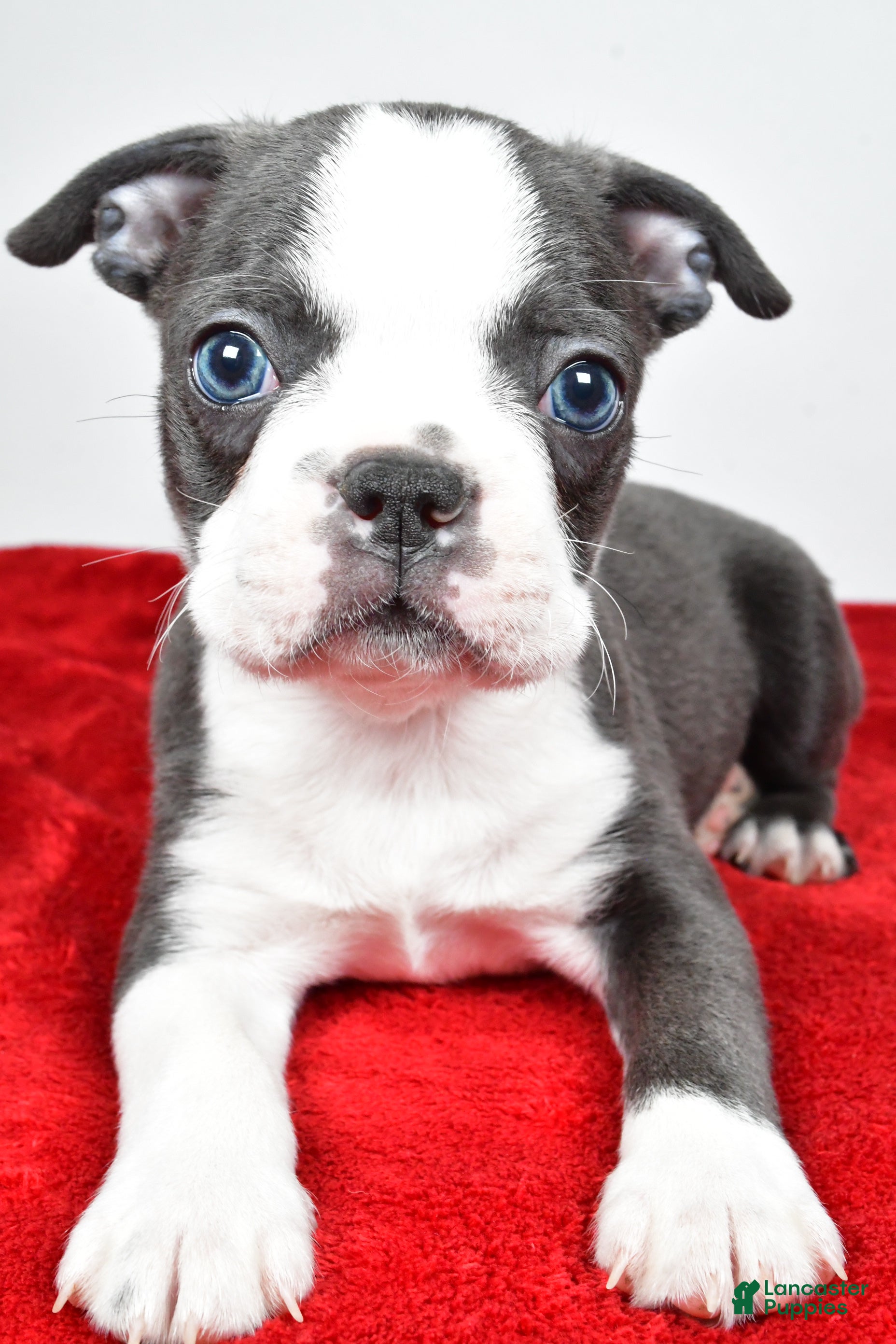 Boston Terrier dogs Seth - Ad 2