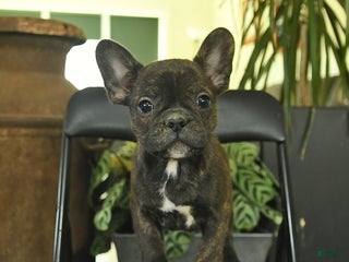 Frenchton dogs - Ad 14