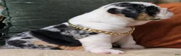 English Bulldog dogs for sale: Bubbles - Ad 9