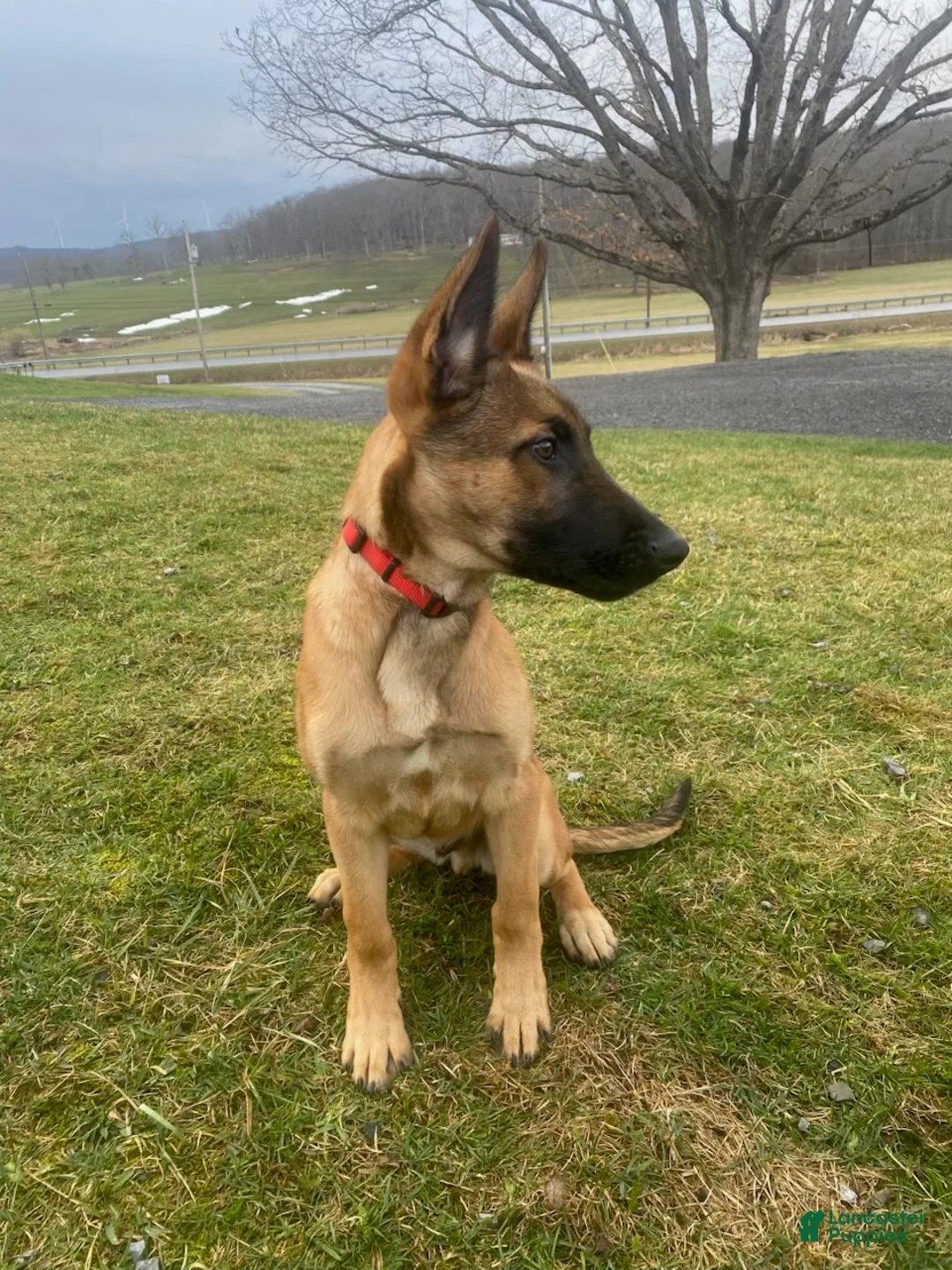 Mixed Breed dogs for sale: Thor - Ad 2