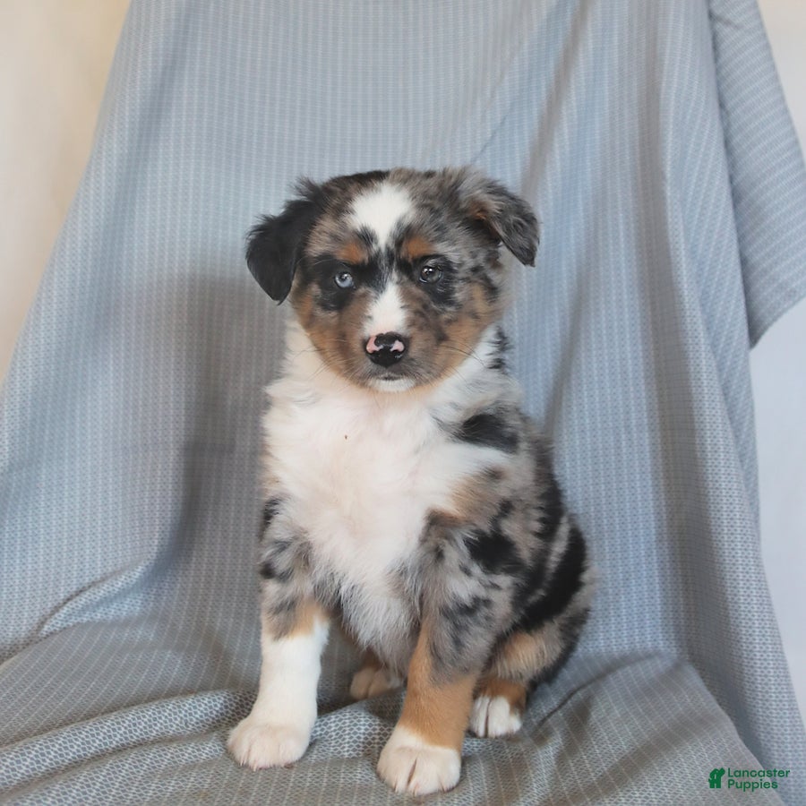 Miniature Australian Shepherd dogs Biscuit - Ad 2