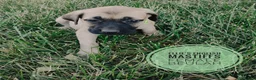 English Mastiff dogs for sale: Beulah  - Ad 1