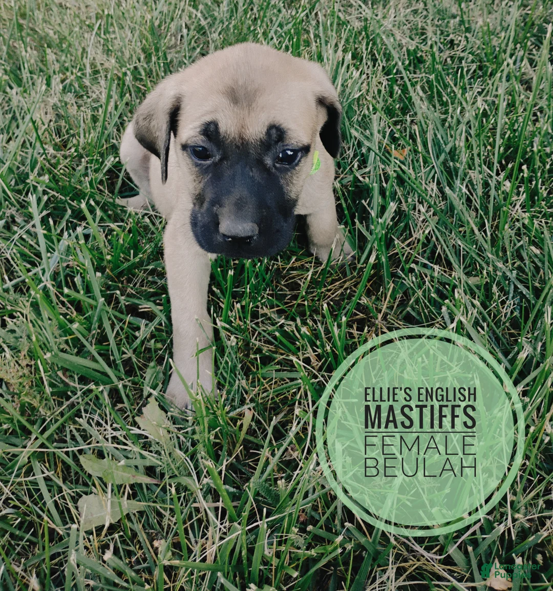 English Mastiff dogs for sale: Beulah  - Ad 1