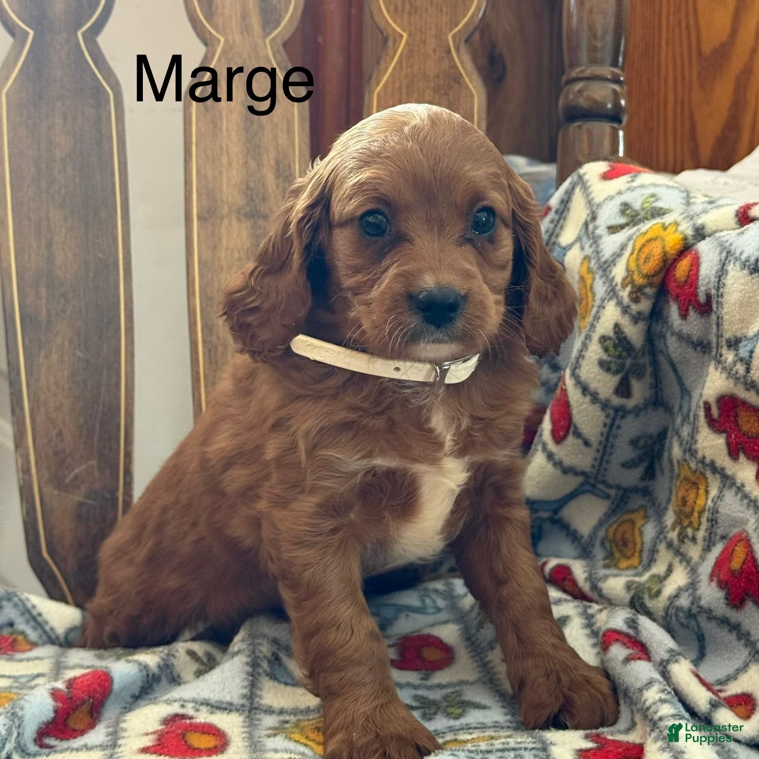 Cavapoo dogs Marge - Ad 1