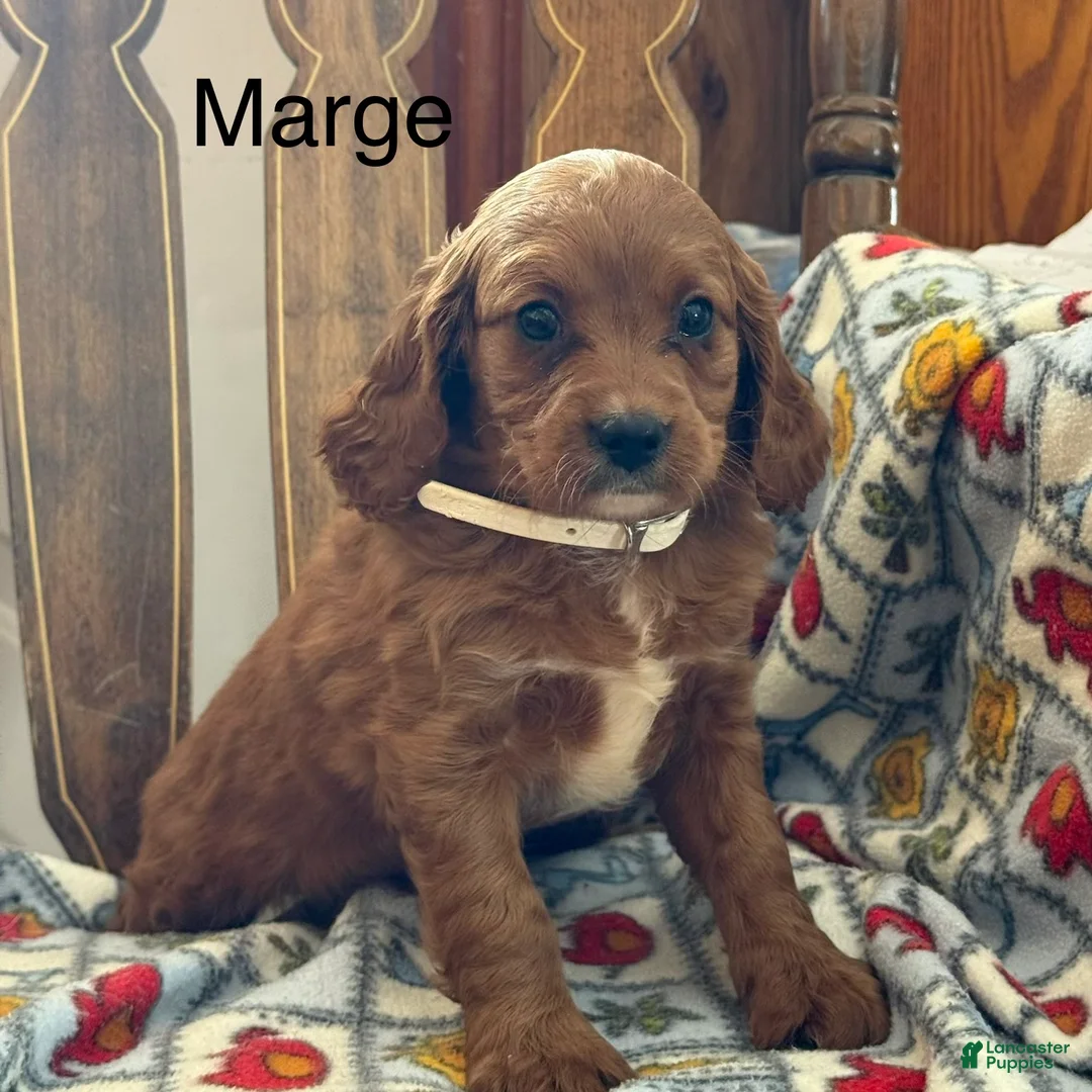 Cavapoo dogs for sale: Marge - Ad 1