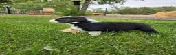 Australian Shepherd dogs for sale: Zoe Black Tri - Ad 2