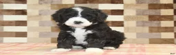Mini Bernedoodle dogs for sale: Chief - Ad 3