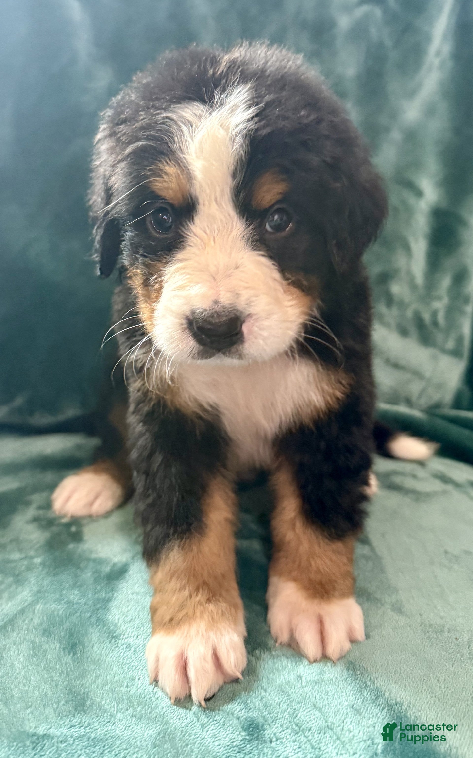 Bernese Mountain Dog dogs Moose - Ad 2
