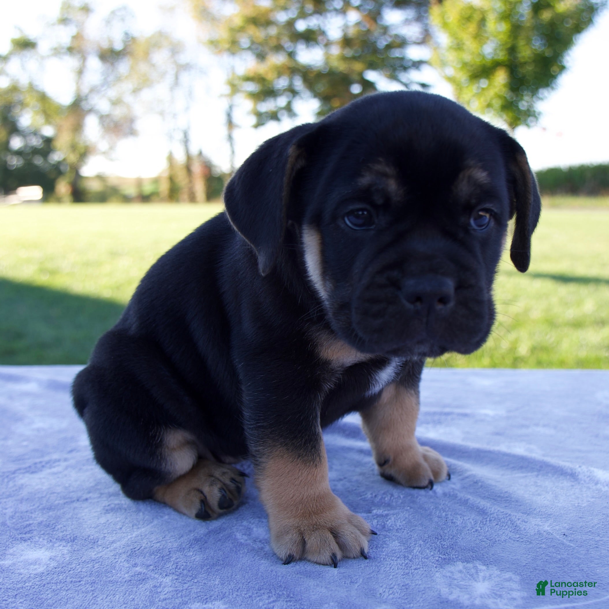 Beabull dogs Aurora - Ad 2