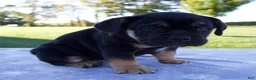 Beabull dogs for sale: Aurora - Ad 2