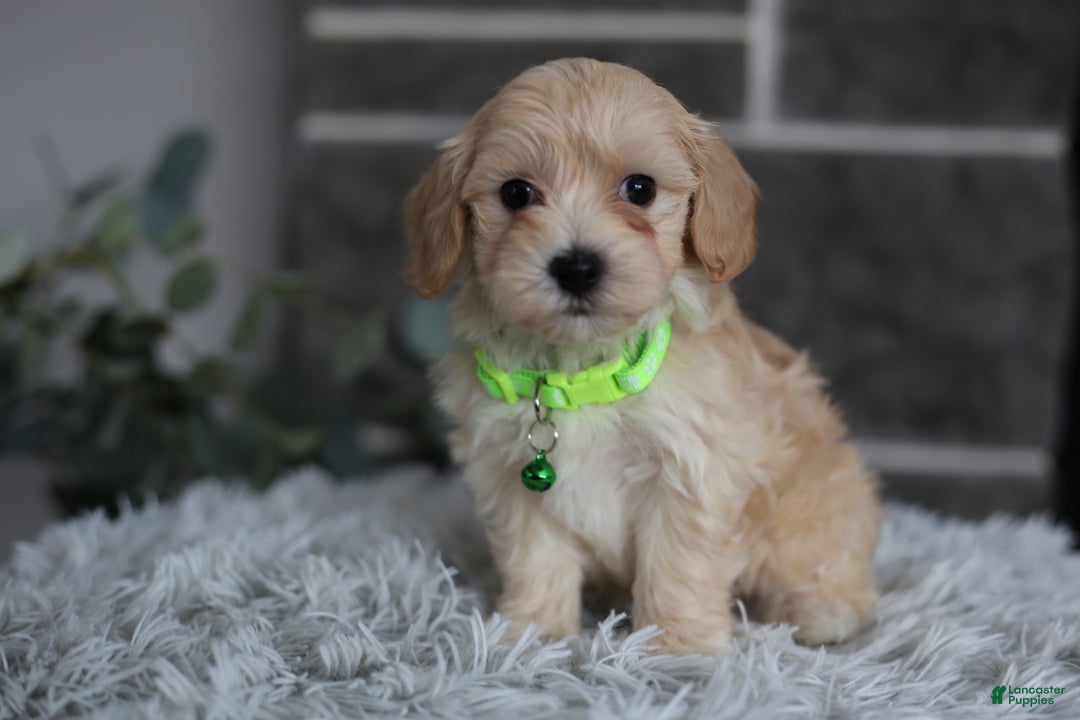 Maltipoo dogs for sale: Sawyer - Ad 7