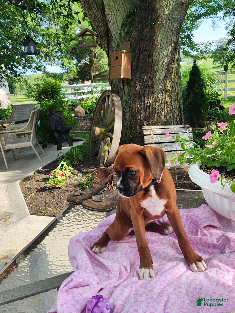 Boxer dogs Cherry - Ad 2